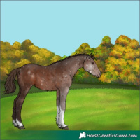 Horse Color:Liver Chestnut Tobiano 