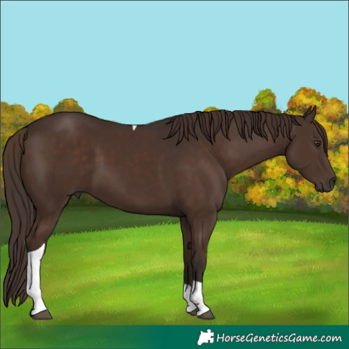 Horse Color:Liver Chestnut Tobiano 