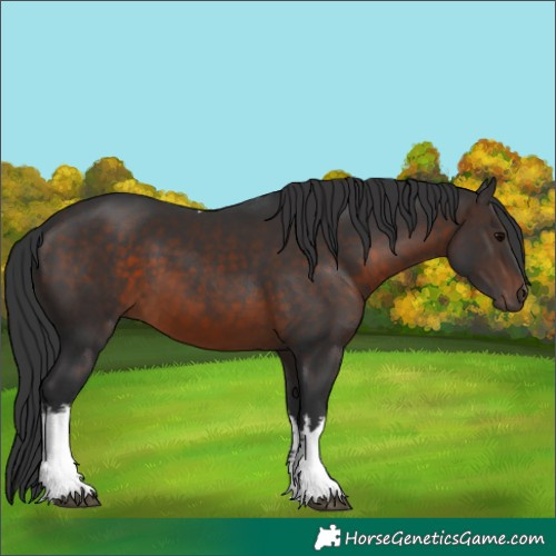 Horse Color:White Spotted Brown Tobiano 
