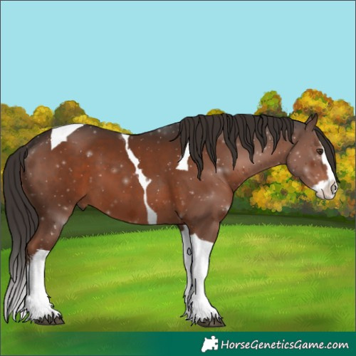 Horse Color:White Spotted Liver Chestnut Splash Tobiano 