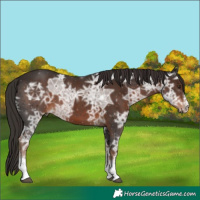 Horse Color:Liver Chestnut Ice Sabino 