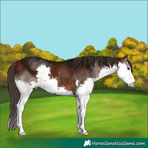 Horse Color:Bay Ice Sabino Splash 