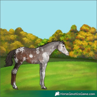 Horse Color:Liver Chestnut Ice Sabino 