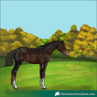 Horse Color:Liver Chestnut Ice Sabino 