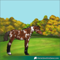 Horse Color:White Spotted Bay Ice