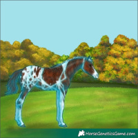 Horse Color:Thunderstruck Bay Ice Sabino Tobiano Appaloosa 