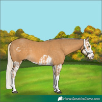 Horse Color:Palomino Splash  and Palomino Splash 