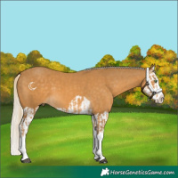 Horse Color:Palomino Splash and Palomino Splash