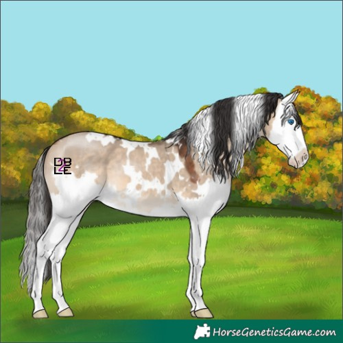 Horse Color:White Spotted Bay Dun Splash 