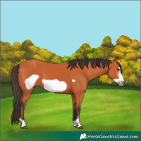Horse Color:Bay Frame 