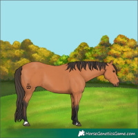 Horse Color:Bay 