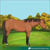 Horse Color:Bay 