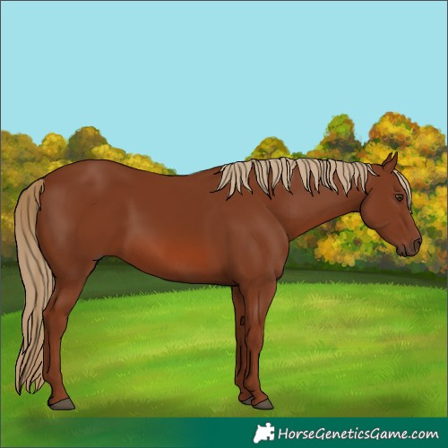 Horse Color:Chestnut 