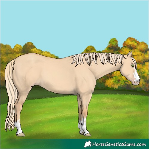 Horse Color:Gold Champagne Dun 