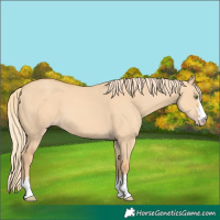 Horse Color:Gold Champagne Dun