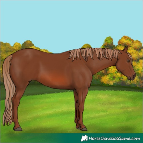 Horse Color:Chestnut 