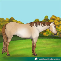 Horse Color:Gray Red Dun