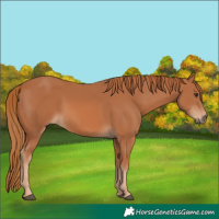 Horse Color:Chestnut 