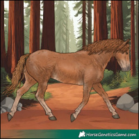 Horse Color:Chestnut 