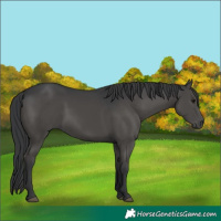 Horse Color:Black 