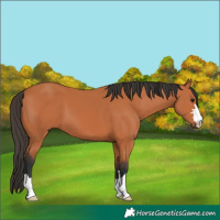 Horse Color:Bay 
