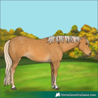Horse Color:Palomino 