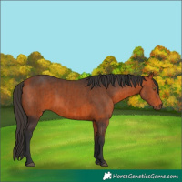 Horse Color:Bay  and Bay 