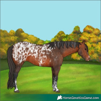Horse Color:Bay Sabino Tobiano  and Bay Sabino Tobiano Blanket 