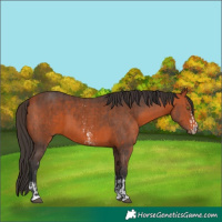 Horse Color:Bay  and Bay Sabino 