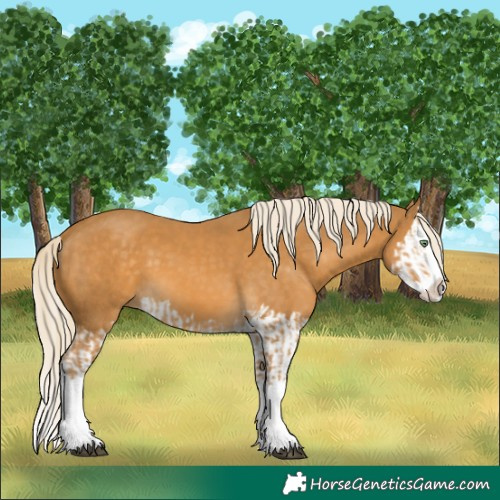Horse Color:Palomino Splash  and Palomino Splash 