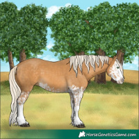Horse Color:Palomino Splash  and Palomino Splash 