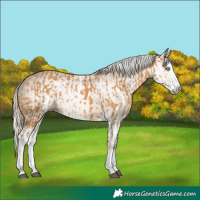 Horse Color:Palomino Splash and Gray Palomino Splash