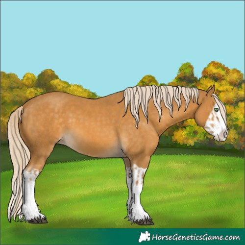 Horse Color:Palomino Splash and Palomino Splash