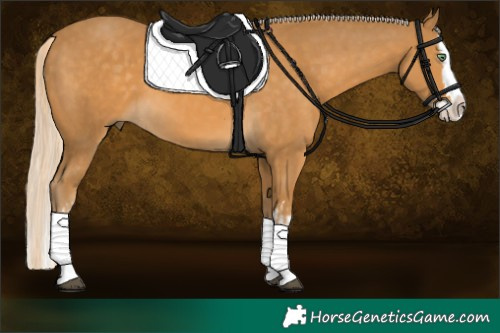 Horse Color:Palomino Splash and Palomino Splash