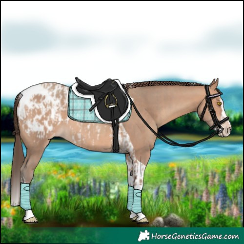 Horse Color:Amber Champagne Sabino Tobiano Appaloosa  and Amber Champagne Sabino Splash Tobiano Appaloosa 