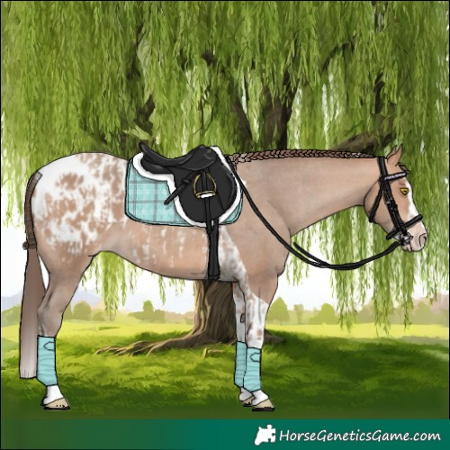 Horse Color:Amber Champagne Sabino Tobiano Blanket and Amber Champagne Sabino Splash Tobiano Blanket