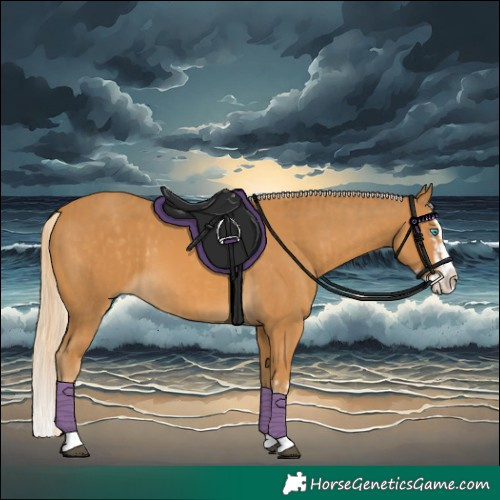 Horse Color:Palomino Splash  and Palomino Splash 
