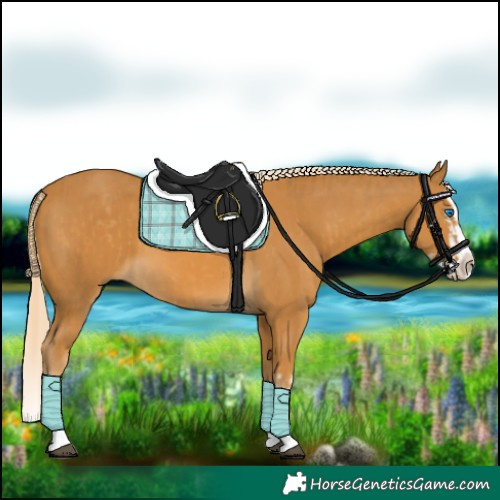 Horse Color:Palomino Splash  and Palomino Splash 