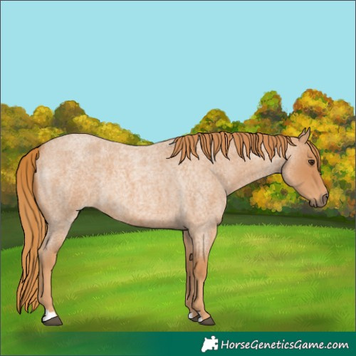 Horse Color:Red Roan 