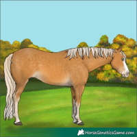 Horse Color:Palomino Splash  and Palomino Splash 