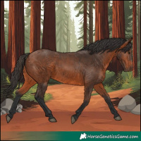 Horse Color:Bay 