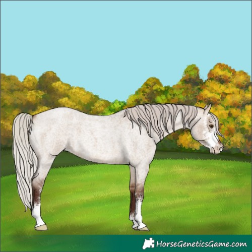 Horse Color:Silver Brown Roan Dun Sabino 