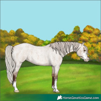 Horse Color:Silver Brown Roan Dun Sabino 