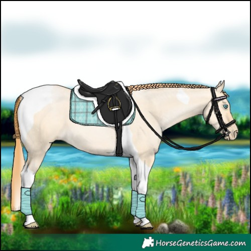 Horse Color:Buckskin Pearl Dun Tobiano