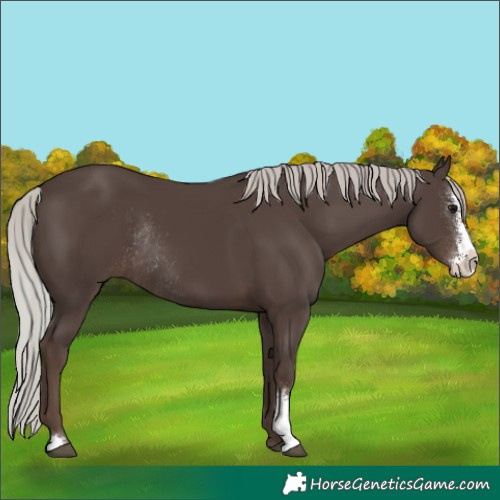 Horse Color:Silver Black Sabino Rabicano 