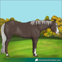 Horse Color:Silver Black Sabino Rabicano 