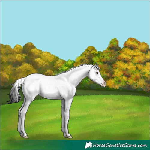 Horse Color:White Spotted Grullo Tobiano Rabicano 