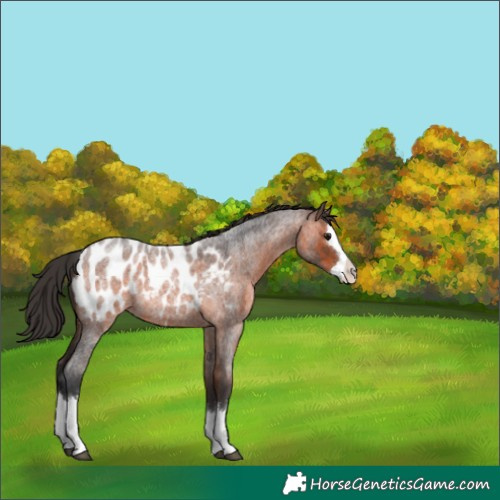 Horse Color:Brown Roan Splash Appaloosa 