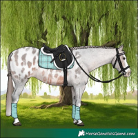 Horse Color:Brown Roan Splash Appaloosa