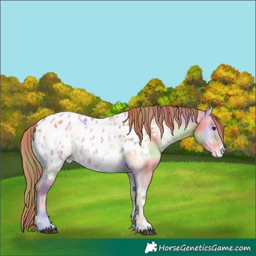 Horse Color:Nacre Red Dun Onyx Appaloosa 